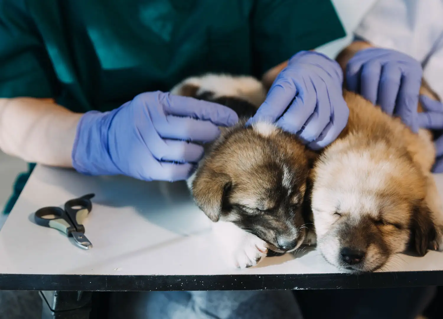 Pets and Pet Care
